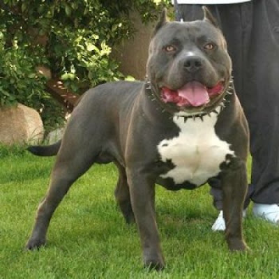 AnyTen: 10 Most Dangerous Breed of Dogs AnyTen: 10 Most Dangerous Breed of Dogs