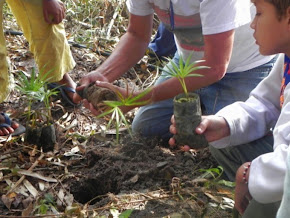 Conheça os projetos de agrofloresta, educação e conservação ambiental...