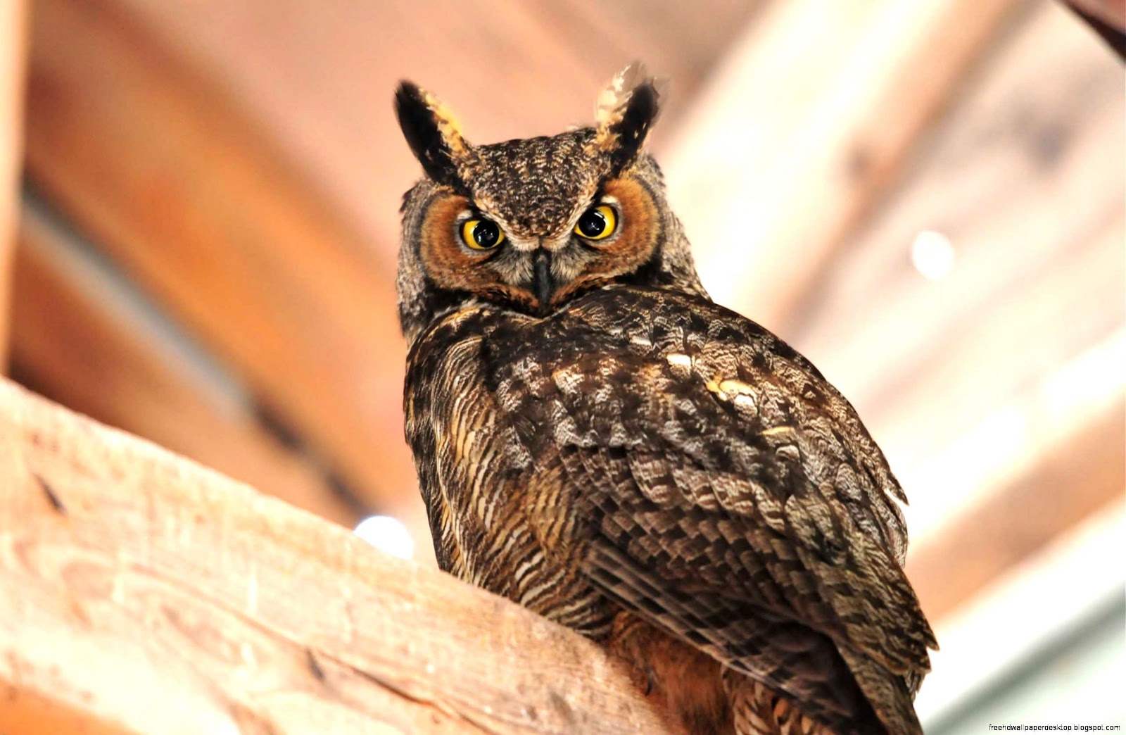 Awesome Bird HD Wallpaper Owl Awesome Bird HD Wallpaper Owl