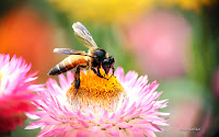 Bee and Flower Wallpaper 7