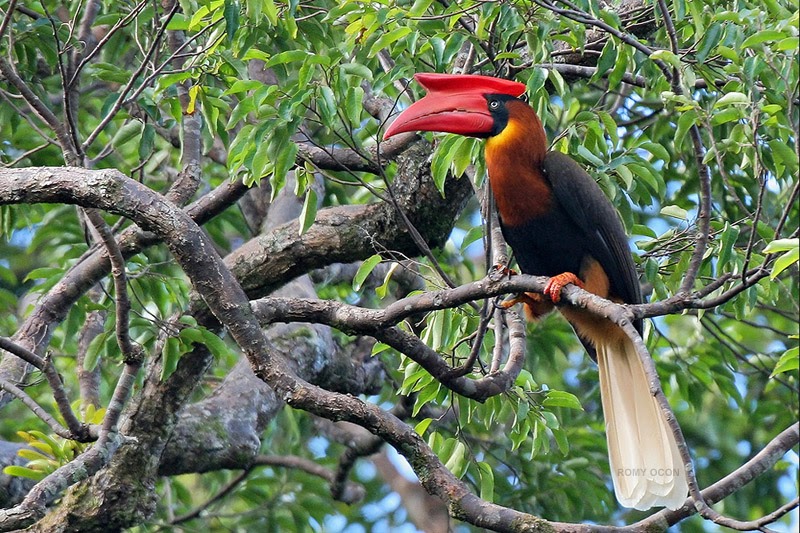 Romy Ocon's Wild Birds of the Philippines The majestic Rufous Hornbill