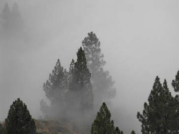 Pinos en la niebla. Altos de La Orotava
