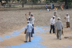 Threshing of the rice