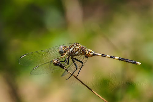 Orthetrum lemur