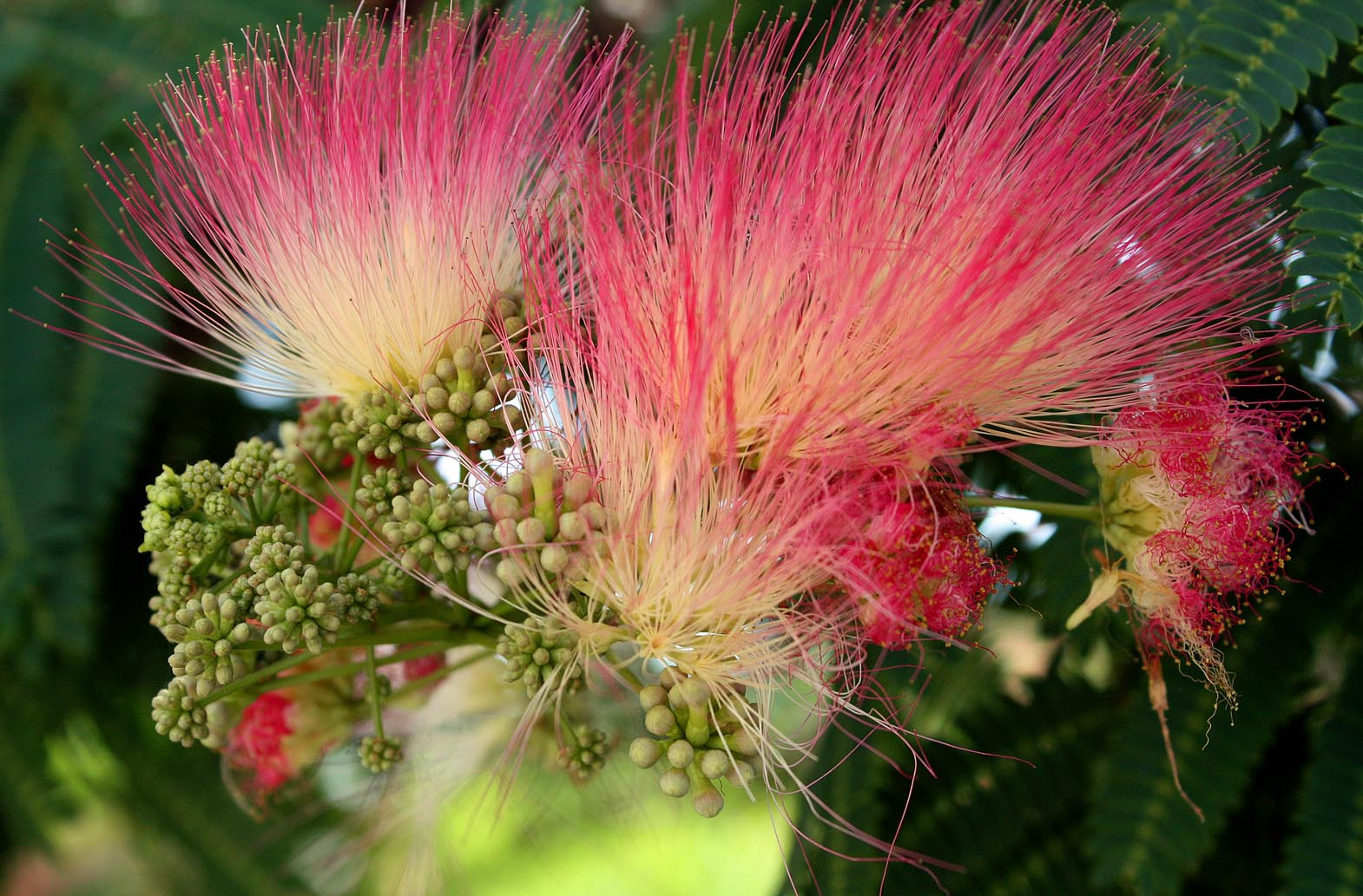 Southern Lagniappe Mimosa The Sleeping Tree