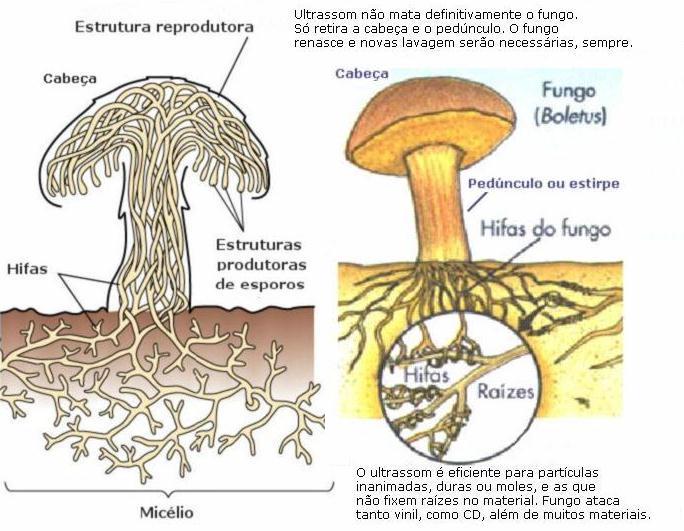 Pedicuro de pregos com um fungo em casa