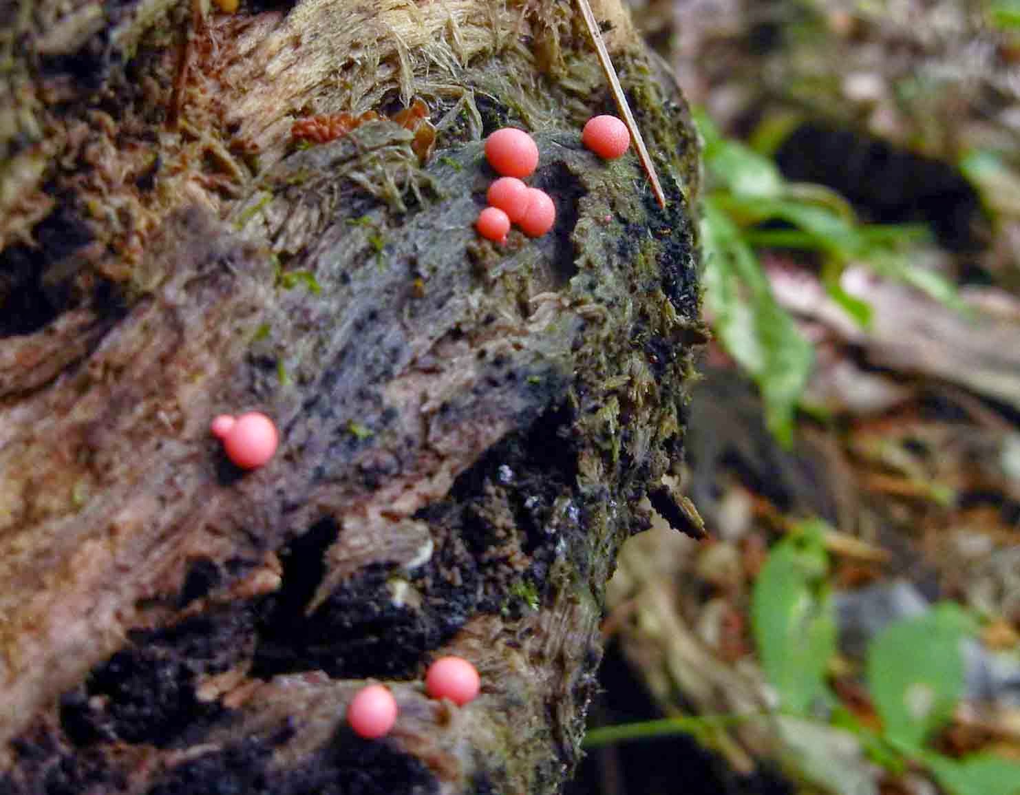 Lycogala or wolf's milk slime