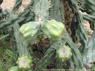 Cylindropuntia imbricata