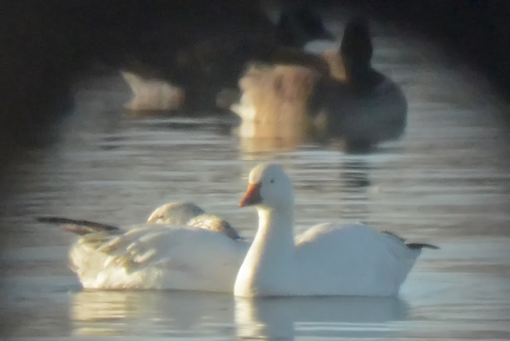 Bird Hybrids Snow Goose x Ross's Goose