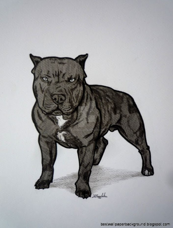 wallpaperbo Red Nose Pitbull gorgeous hd wallpapers wallpaperbo Red Nose Pitbull gorgeous hd wallpapers