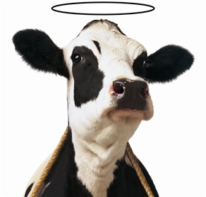 holy_cow.jpg#holy%20cow%20292x279