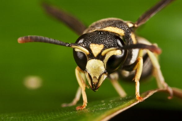 Bee Bee Thomas Sahan