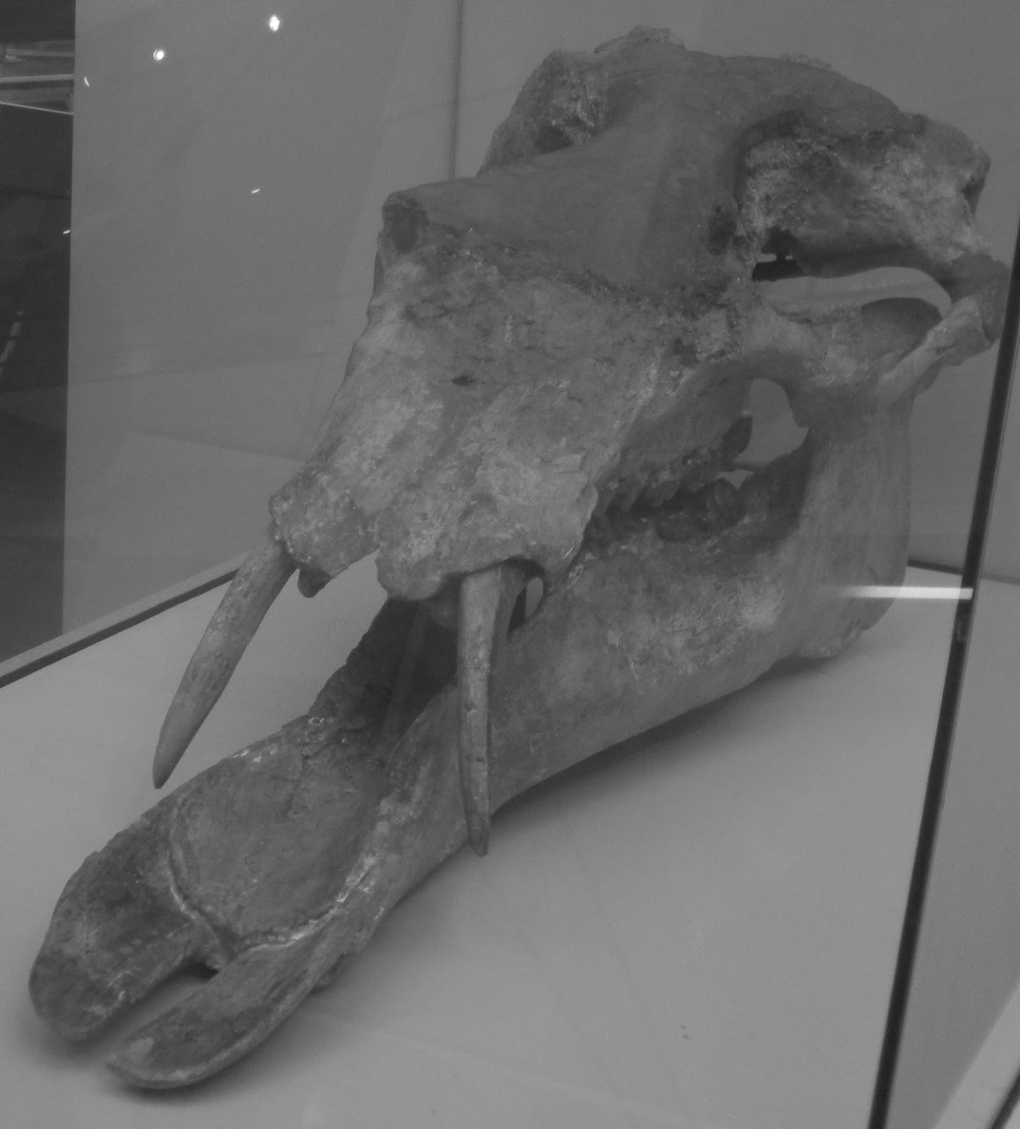 Pygmy Elephants the book October 2013