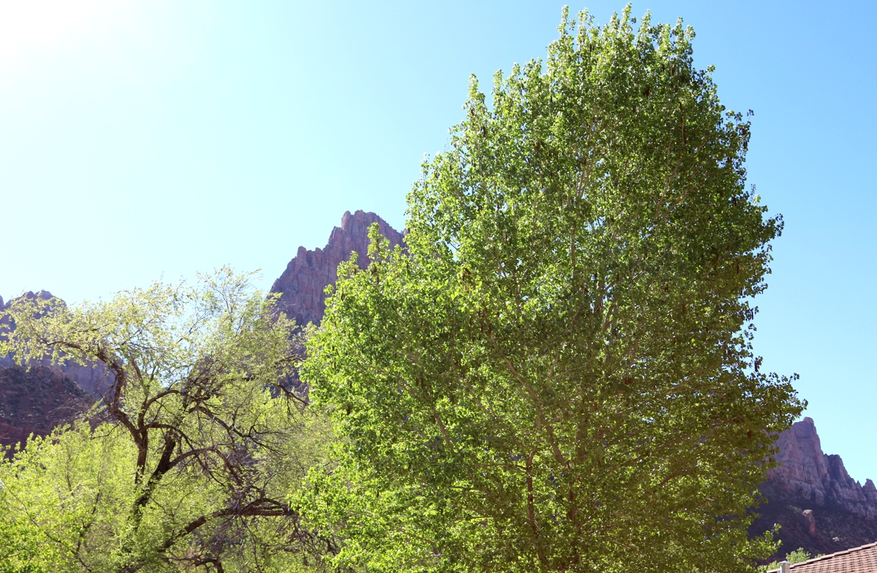 A photo, A thought............ Place Spring break visit to Zion