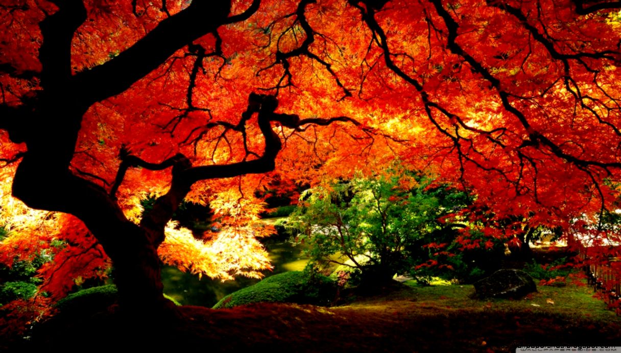 Beautiful Autumn HD desktop wallpaper Mobile Dual Monitor Beautiful Autumn HD desktop wallpaper Mobile Dual Monitor