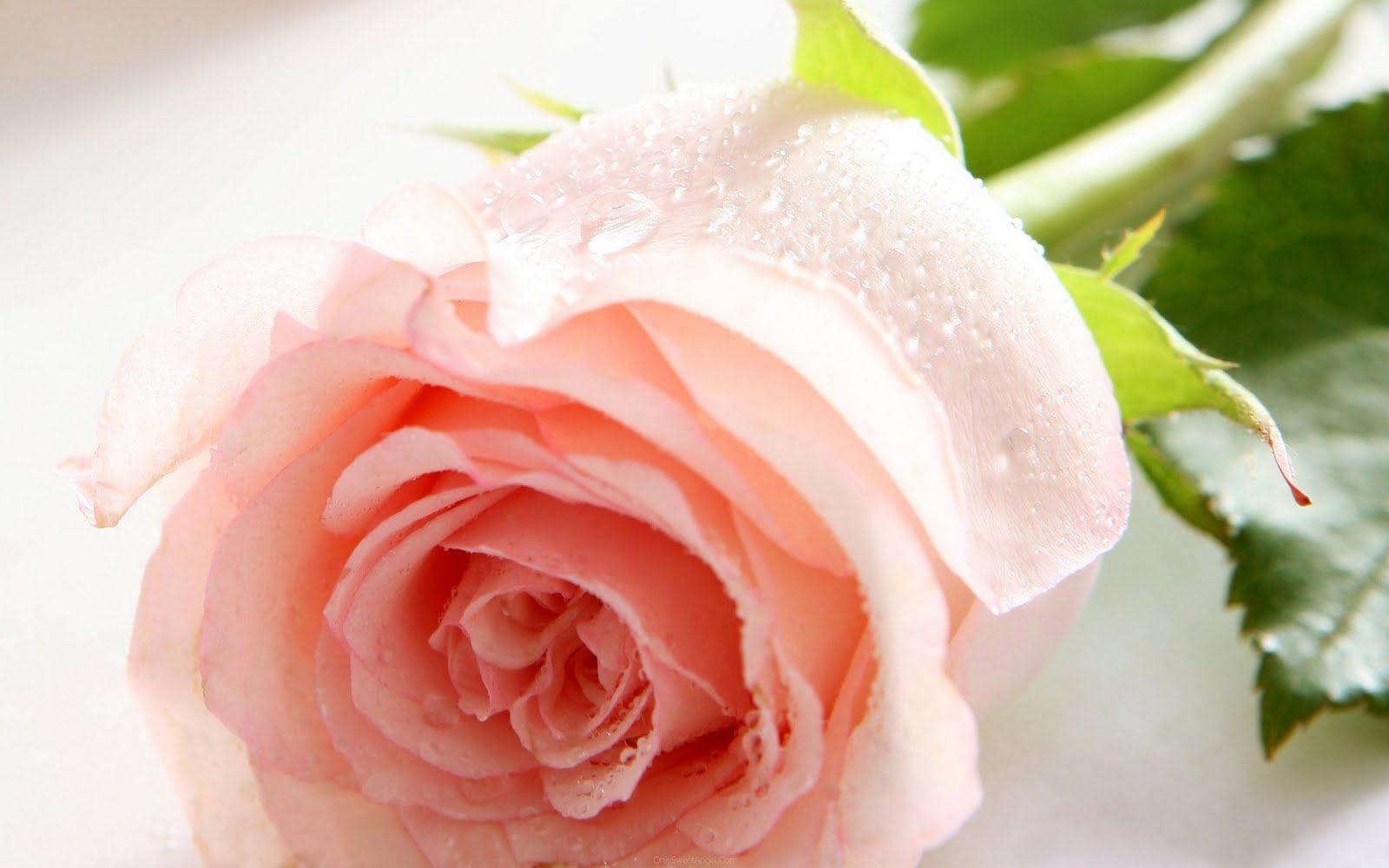 http://3.bp.blogspot.com/-EJtCw8ttfsI/TVUkeQuat8I/AAAAAAAACWk/3fPoLfGMPC0/s1600/Roses_Lovers_Wallpapers_happy_Valentine_day_Wallpapers_25_01.jpg