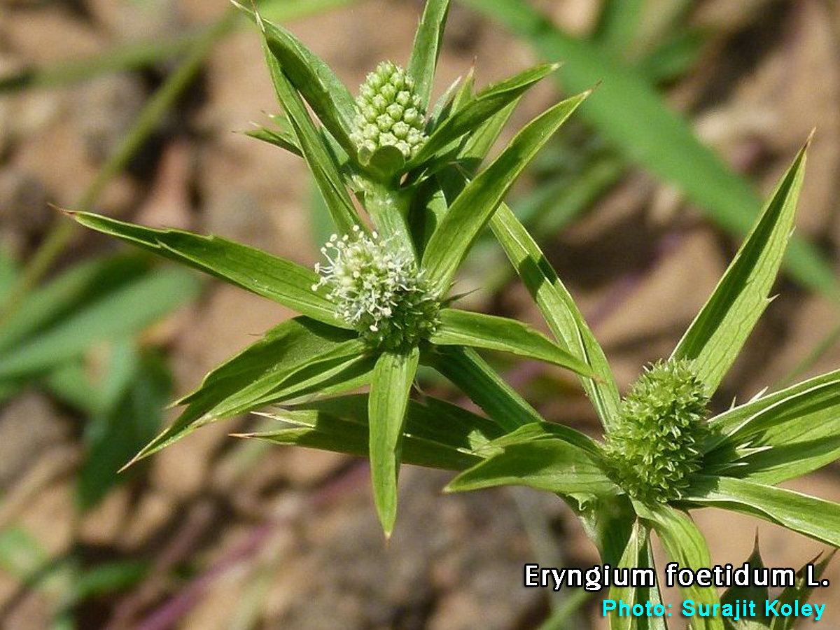 Culantro Eryngium foetidum   1,000 seeds Cilantro Spiny