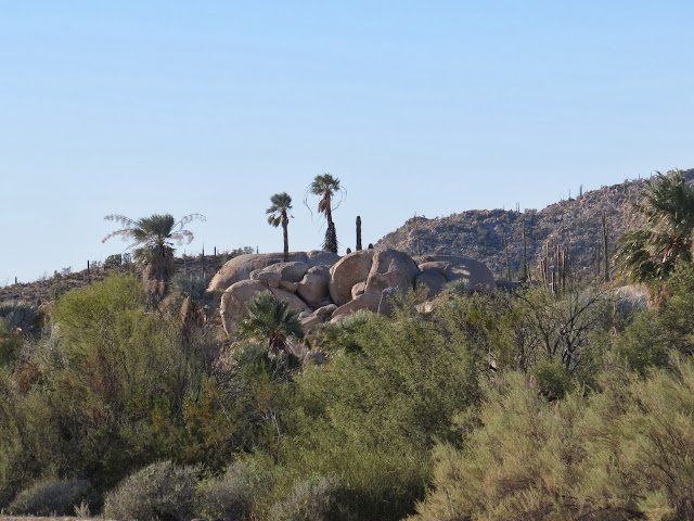 Where's Liz? 2014: Land of the Boojum Trees