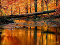 Free Fall Screensavers For Windows 7