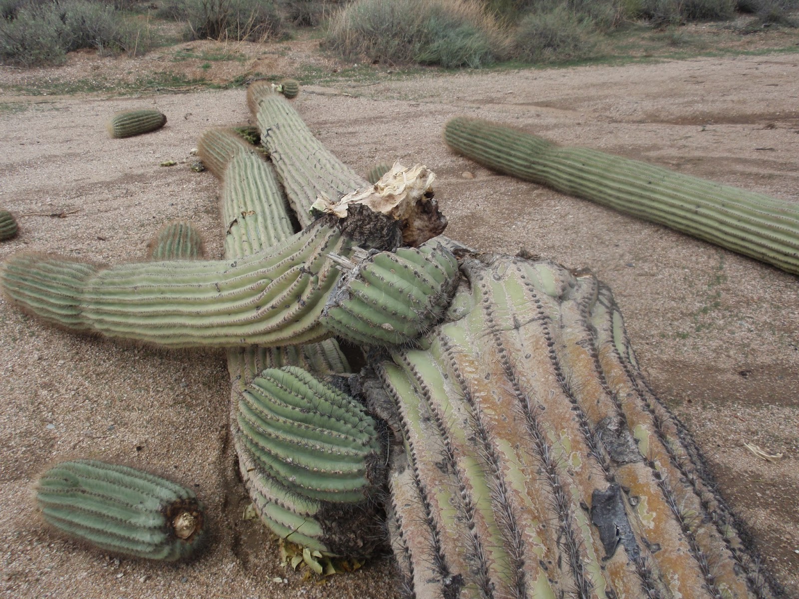 Prairie Rose Publications Saguaro Cactus Guardians Of The Desert