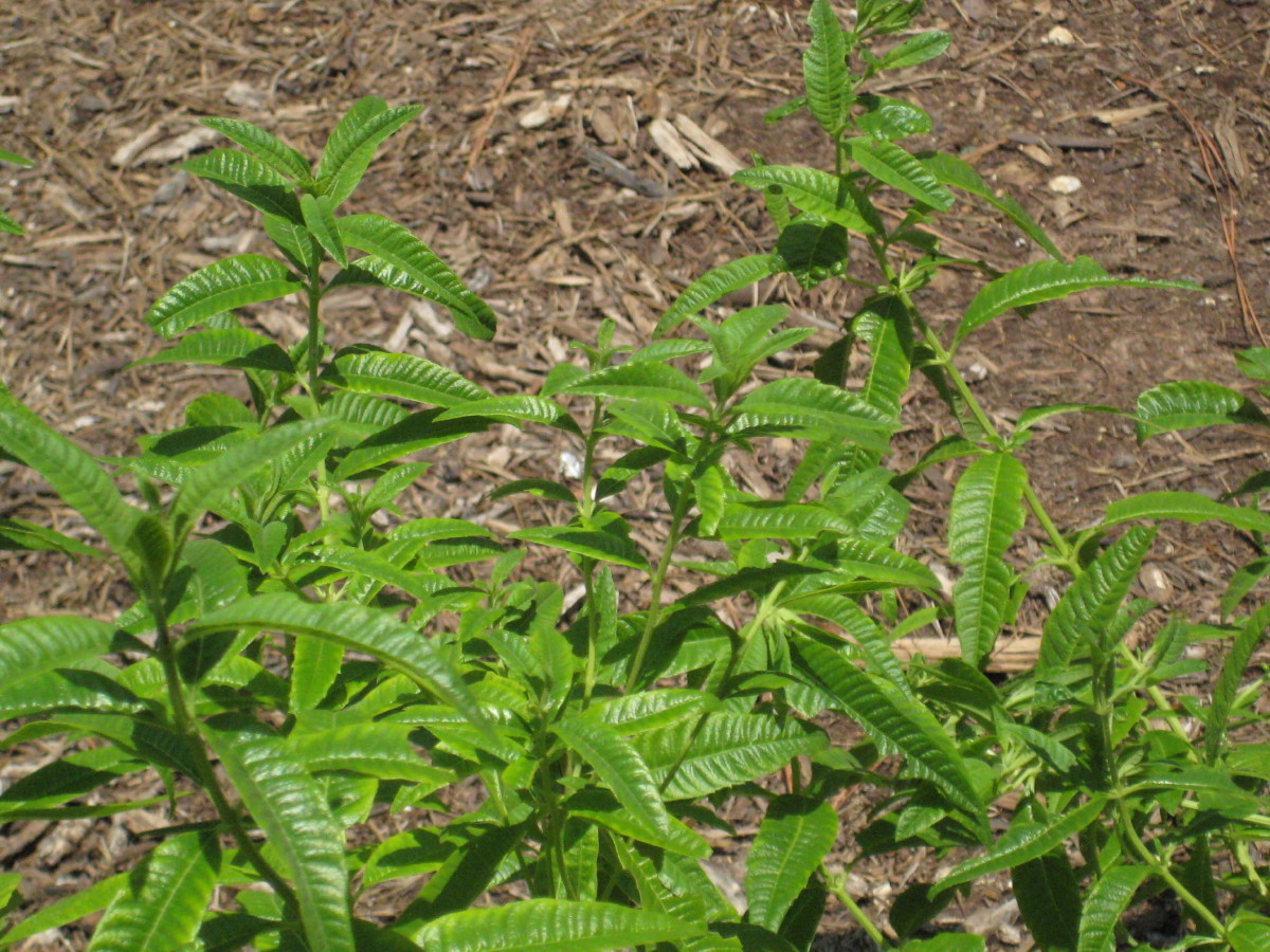 The Gardens of Edom Lemon Verbena, the perfect summer herb