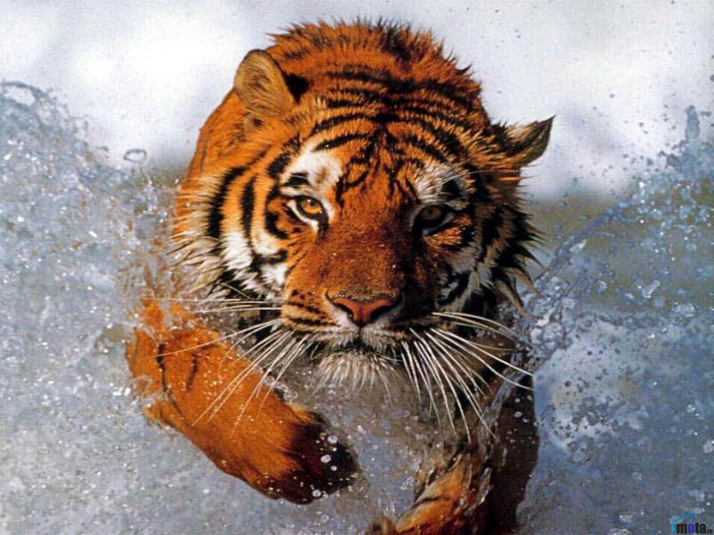 Save Tigers.