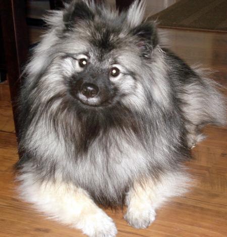 Dog Wallpapers Album: Keeshond Dog Breed Pictures