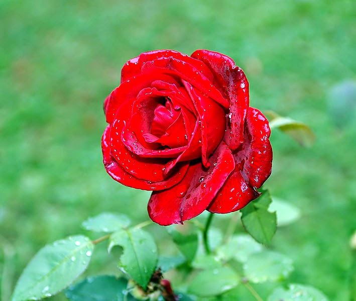 arpa eolica La rosa rossa di Oscar Wilde