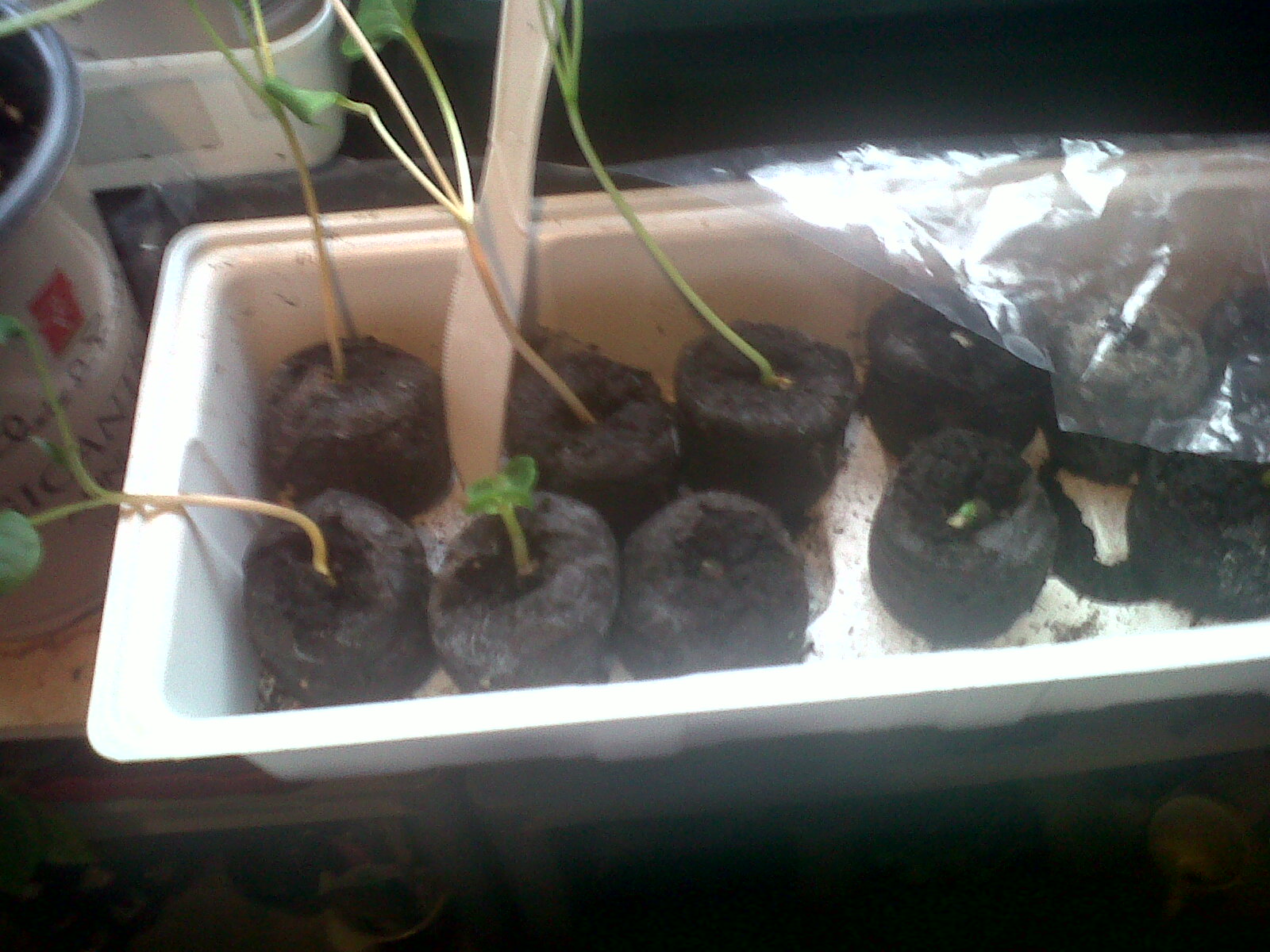 Live, Love, Climb! Seed Propagation Mirabilis jalapa (4 o clock seed