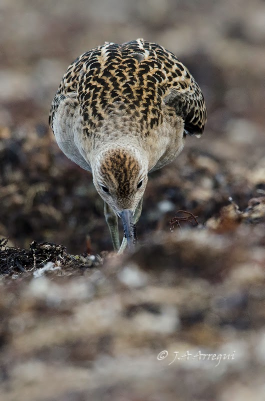 Combatiente, Philomachus pugnax, Ruff Combatiente, Philomachus pugnax, Ruff