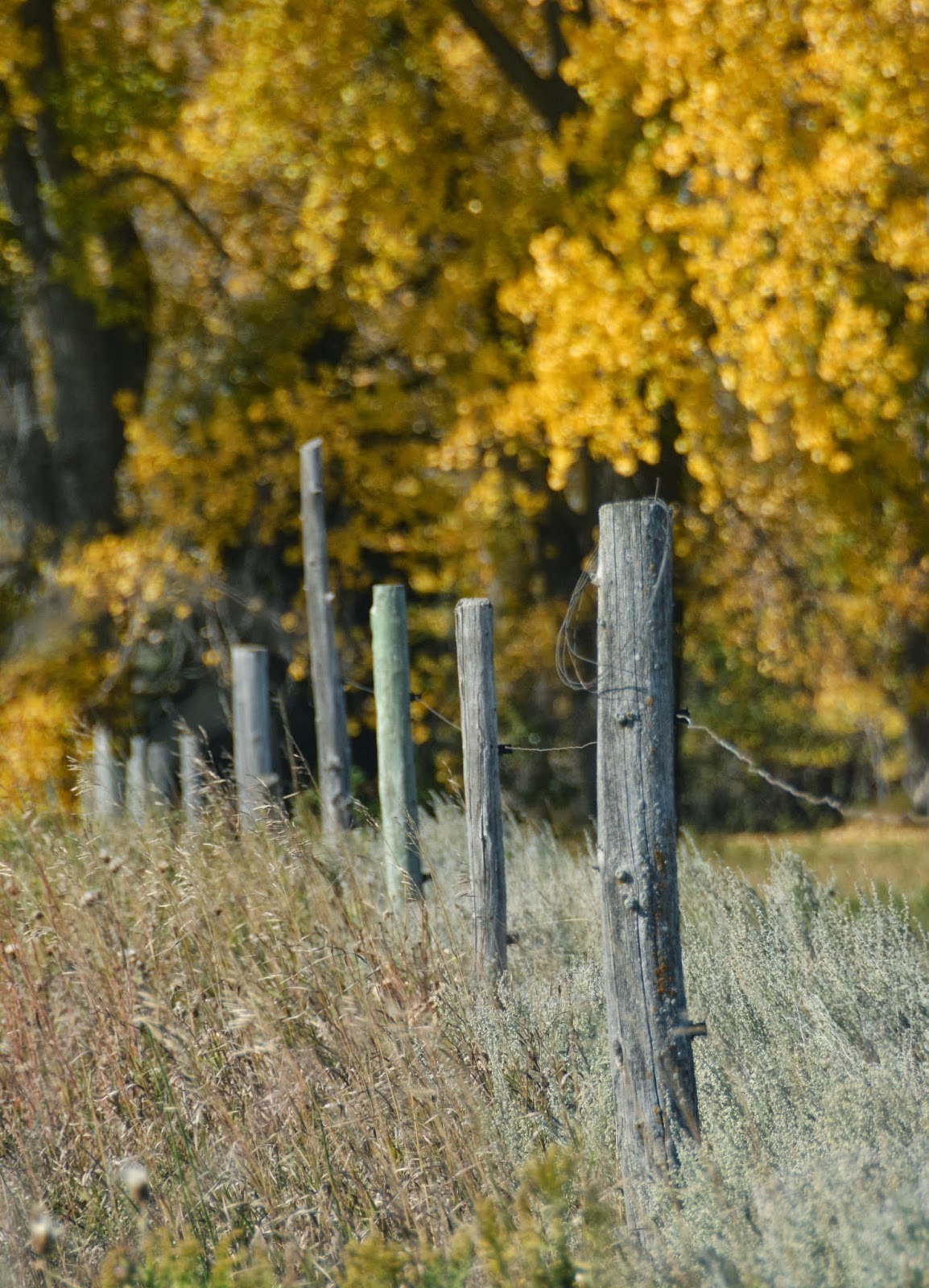 Litonya Knelsen - Darting H-Bird: Blog