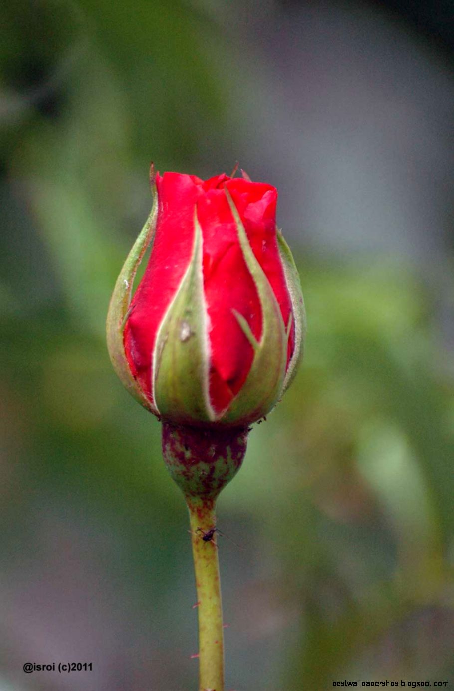 A rose bud 1 Isroi39s Photography A rose bud 1 Isroi39s Photography