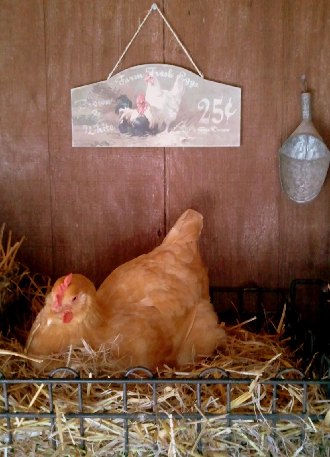 So You've Got a Broody Hen How to Break Broodiness in Chickens