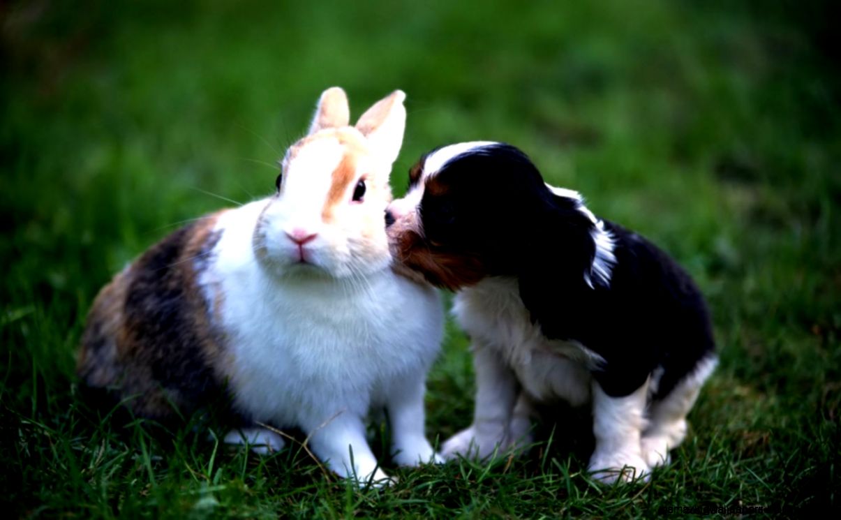 Rabbit Wallpaper For Walls Best Wallpapers HD Rabbit Wallpaper For Walls Best Wallpapers HD