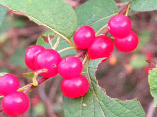 tararian honeysuckle