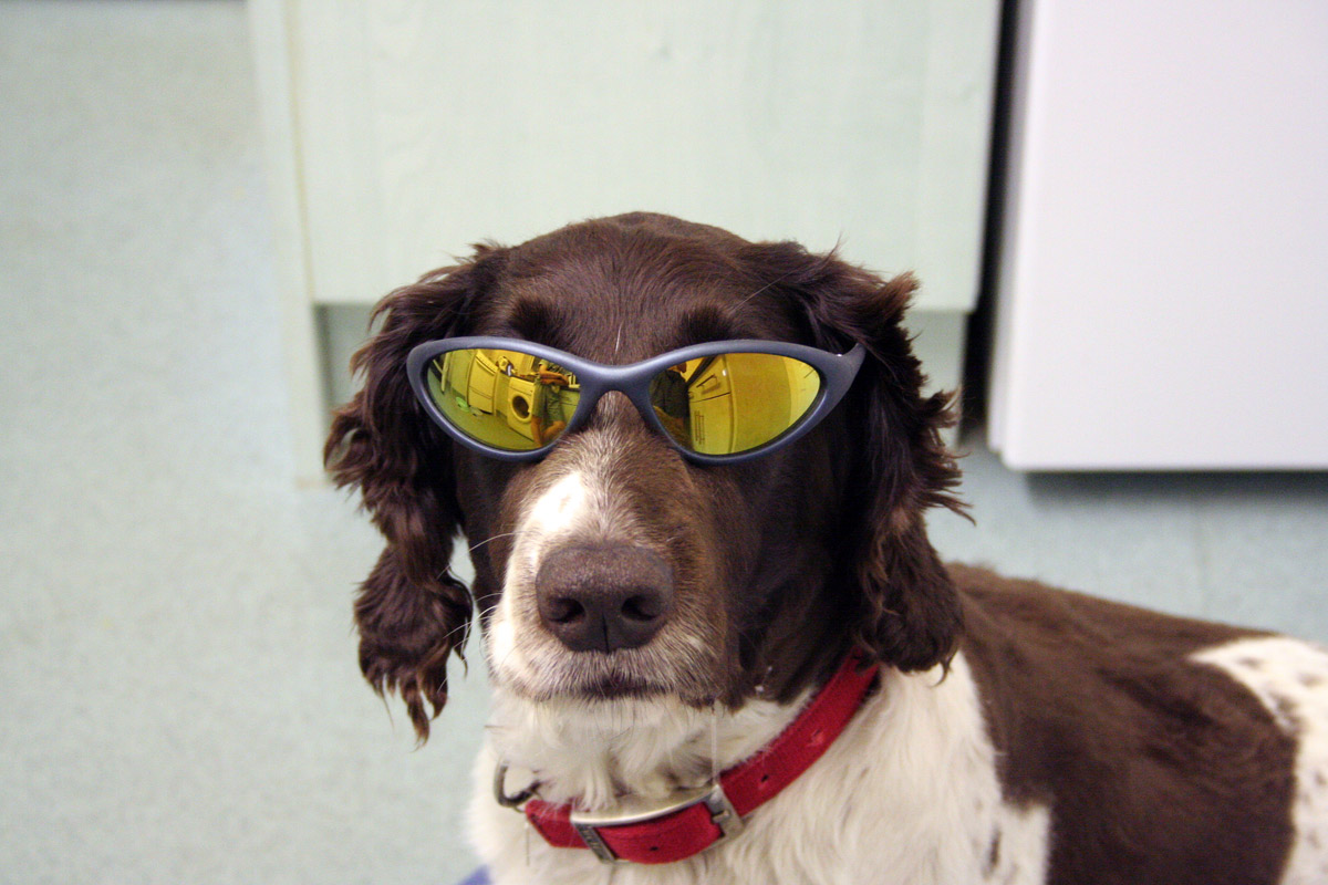 Dogs Wearing Sunglasses New Nice Pictures 2013 Funny Animals
