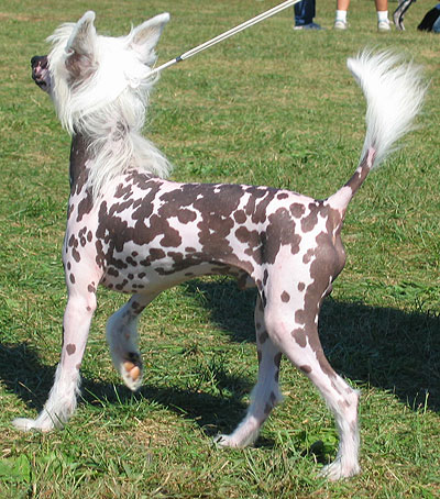 Dog Wallpapers Album: Chinese Crested Dog Breed Picture