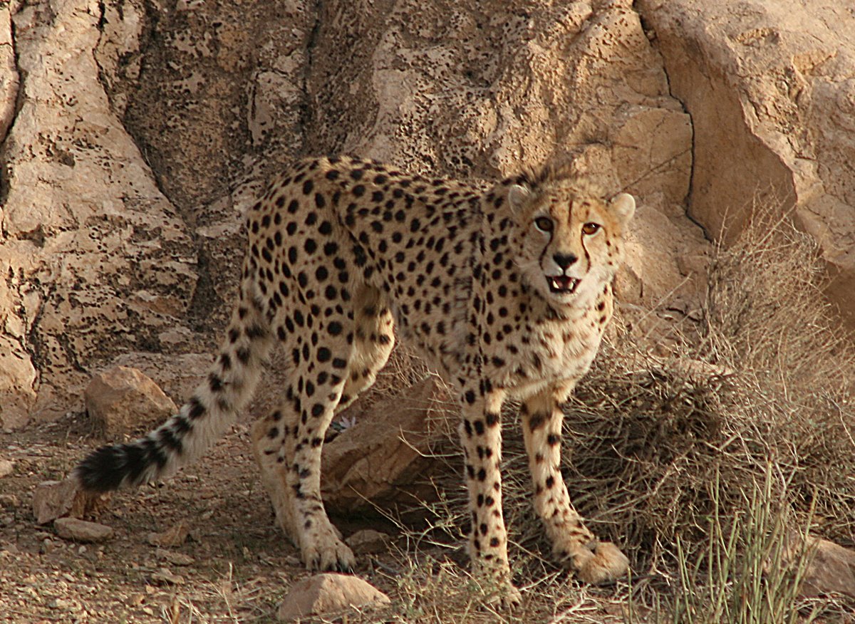 Let's Draw Endangered Species! : ): Asiatic Cheetah