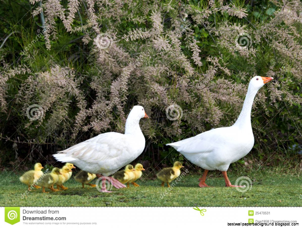 The Goose Family Stock Image Image 25470531 The Goose Family Stock Image Image 25470531