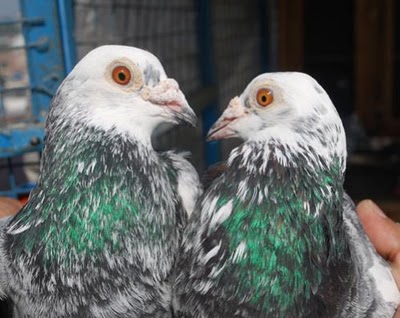 high flying pigeon patti wale madrasi pigeon high flyer pigeon in india