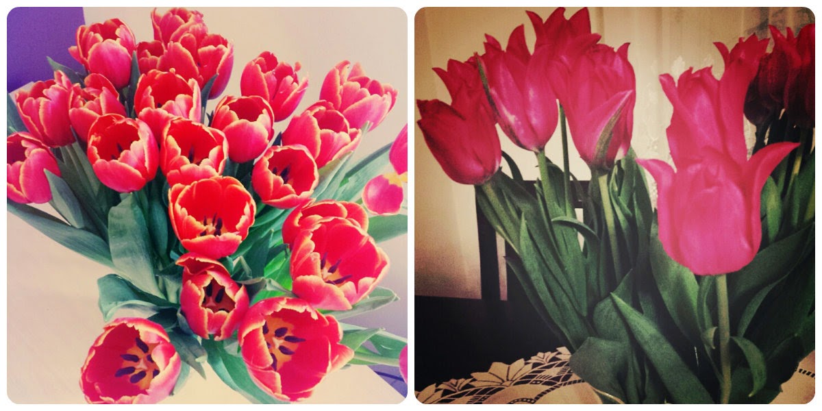 tulipany wiosna 2015 tulipany wiosna