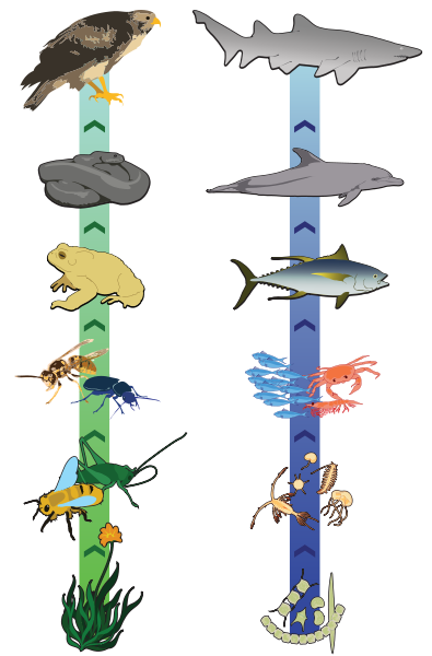 cadenas troficas clasificacion imagenes sin copyright cadenas tr 243 ficas de animales cadenas troficas clasificacion imagenes sin copyright cadenas tr 243 ficas de animales