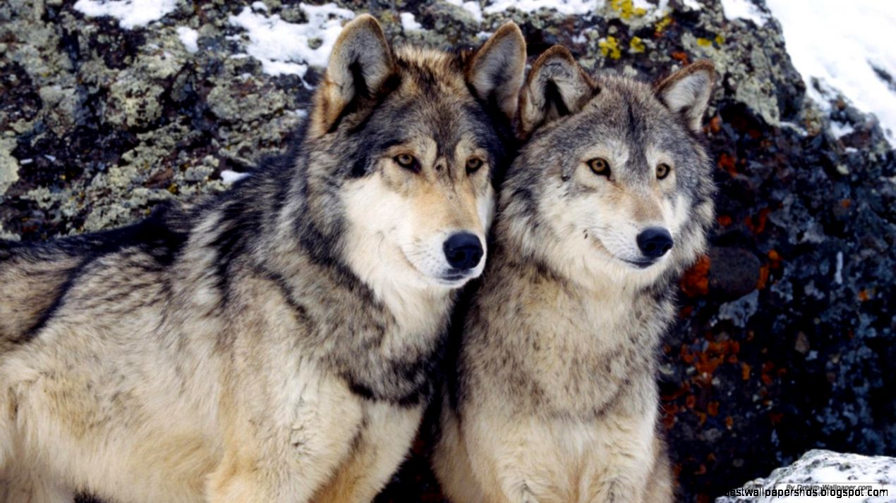 free moving wolf wallpaper Wallpapers HD Desktop Wallpapers free moving wolf wallpaper Wallpapers HD Desktop Wallpapers
