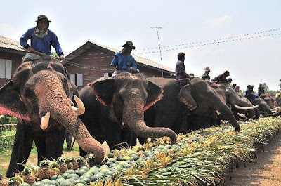 Thailand Elephant Day Photos...