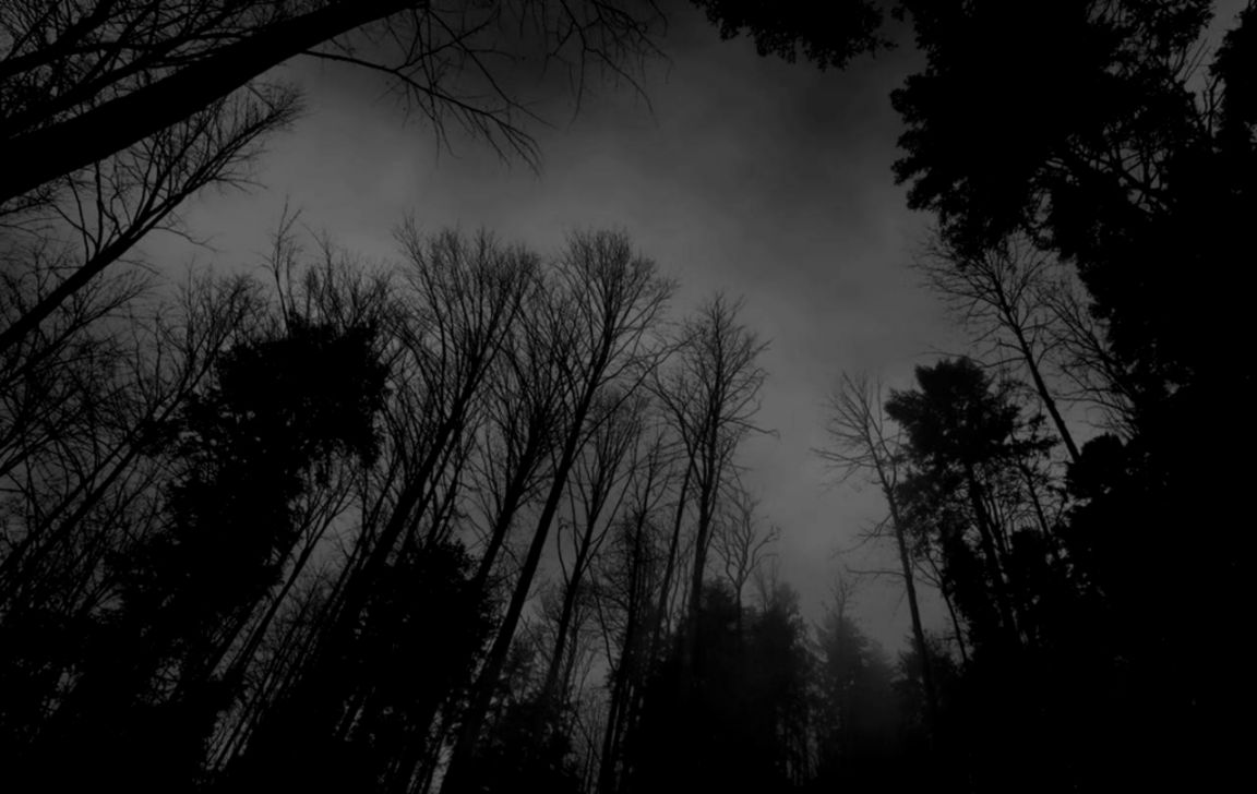 Image Black and white backgrounds tumblrtumblr static forest Image Black and white backgrounds tumblrtumblr static forest