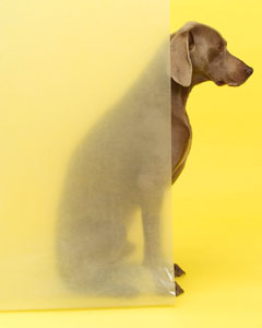 William Wegman Series