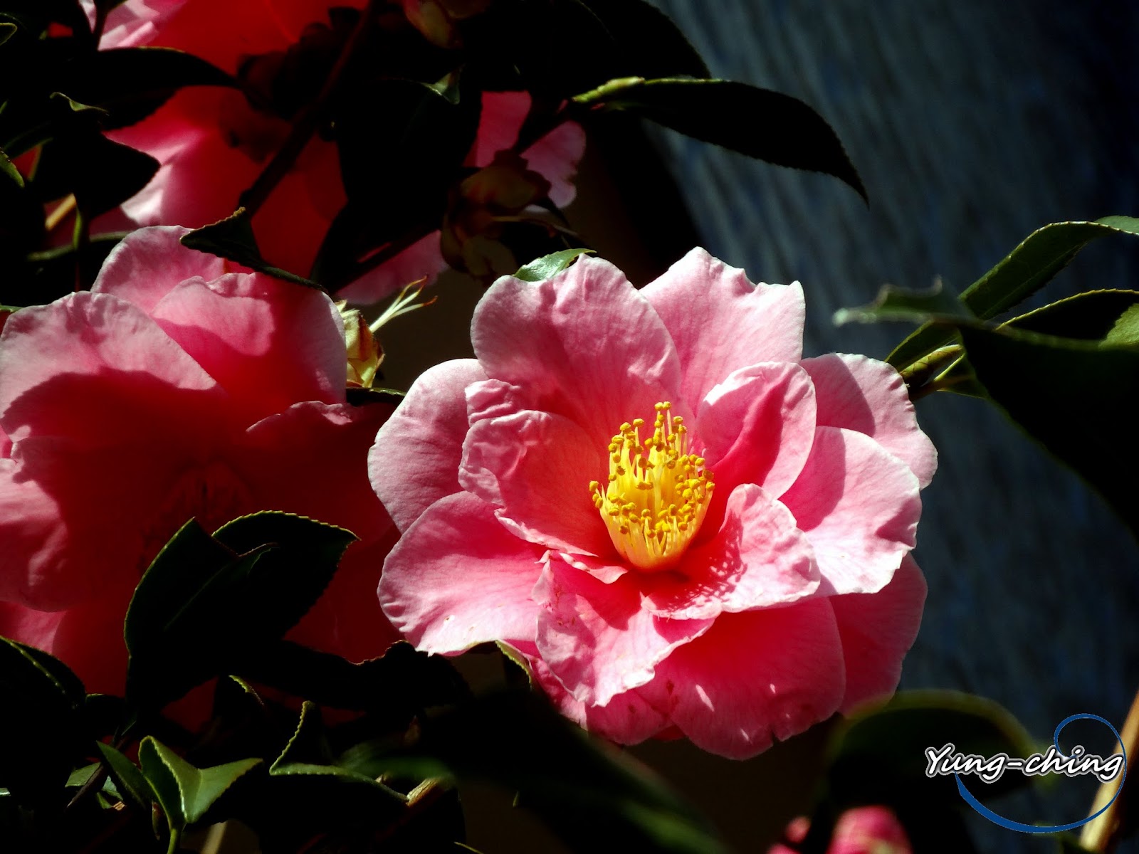 山茶花 雨玹 隨意窩xuite日誌