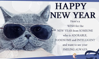 funny cat new year wish 2016 funny cat new year wish 2016