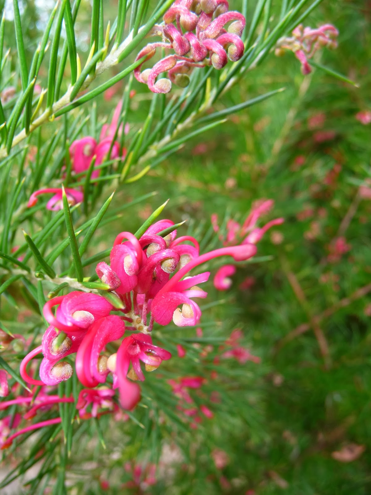 Ma Planete Jardin Janvier 2014