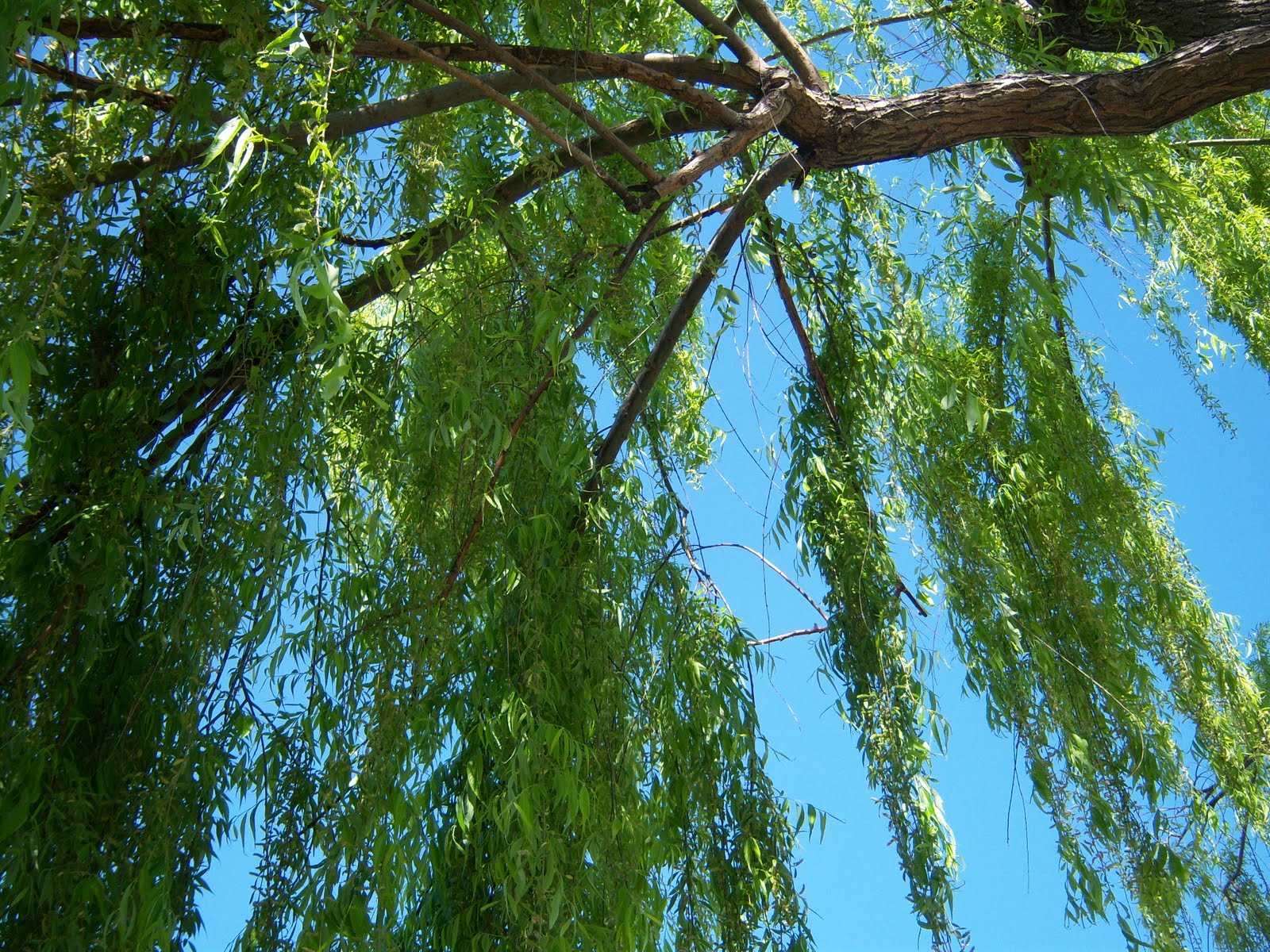 SAUCE LLORON BOTÀNIC SERRAT